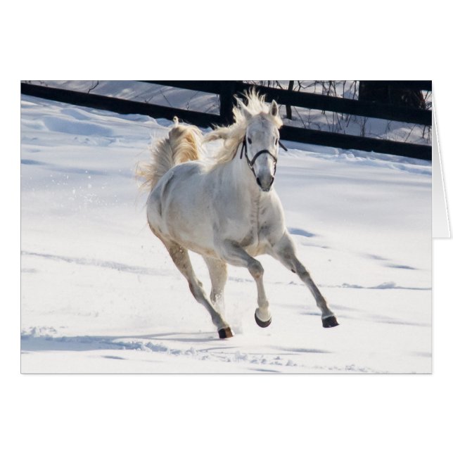 Cheval Blanc Courant Dans La Neige (Devant horizontal)