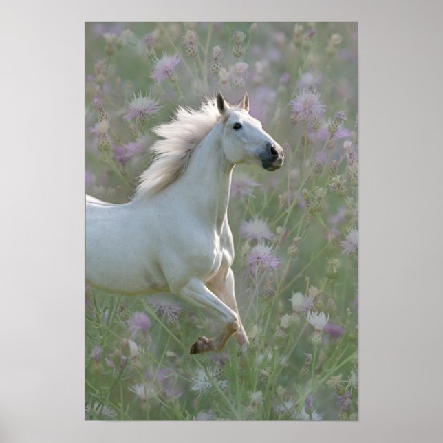 Cheval blanc en fleurs poster (Devant)