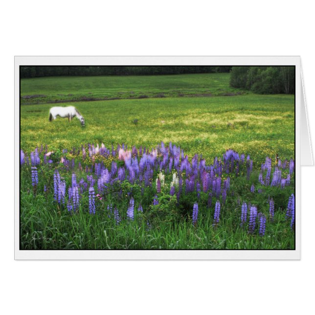 Cheval blanc en Lupine Field (Devant horizontal)