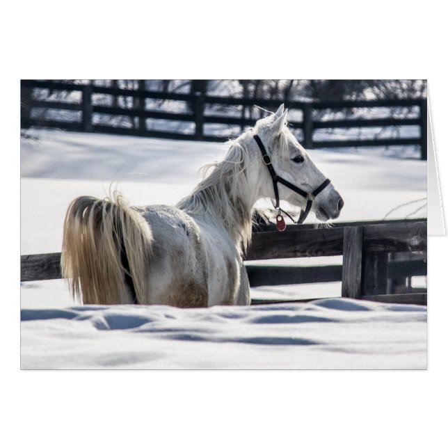 Cheval Blanc En Neige (Devant horizontal)