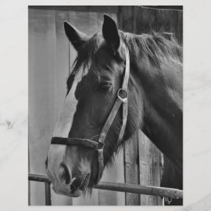 Cheval blanc noir - Art de la photographie animale