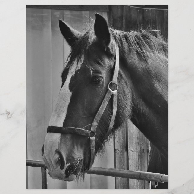 Cheval blanc noir - Art de la photographie animale (Devant)