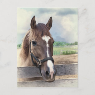 Cheval Brown avec carte postale Bridle