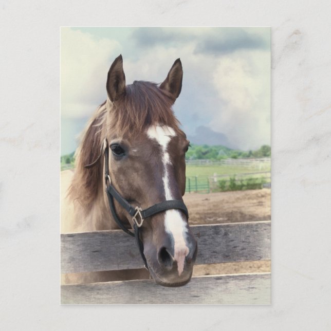 Cheval Brown avec carte postale Bridle (Devant)