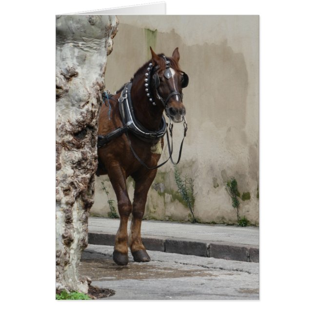 Cheval Brown, Carte de voeux intérieure blanche (Devant)