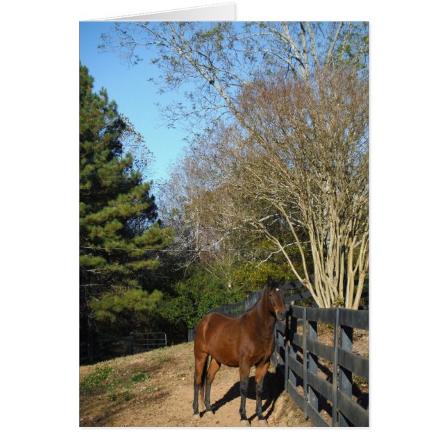 Cheval Brown contre une clôture (Devant)