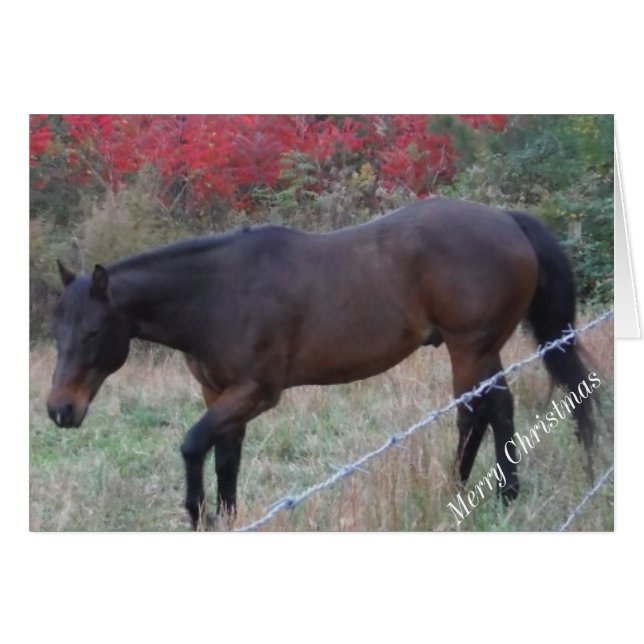 Cheval Brown dans les arbres d'automne rouges (Devant horizontal)