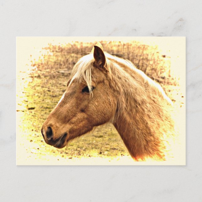 Cheval Brown d'or en carte postale d'animal solair (Devant)