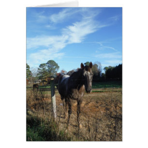 Cheval brun Coco et Crème