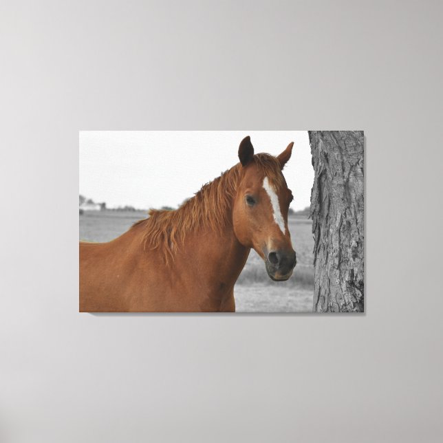 Cheval Brun, Toile de Fond Noir et Blanc (Recto)
