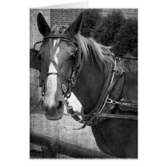 Cheval Buggy à la poste Hitching (Devant)