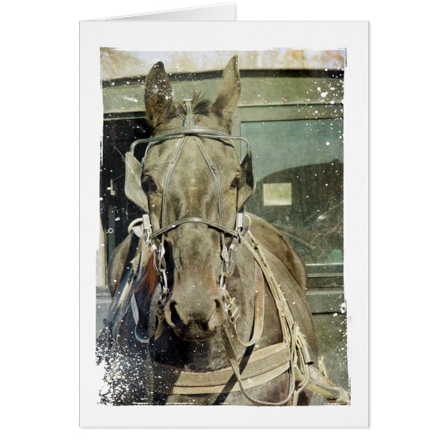 Cheval Buggy Grunge Amish (Devant)