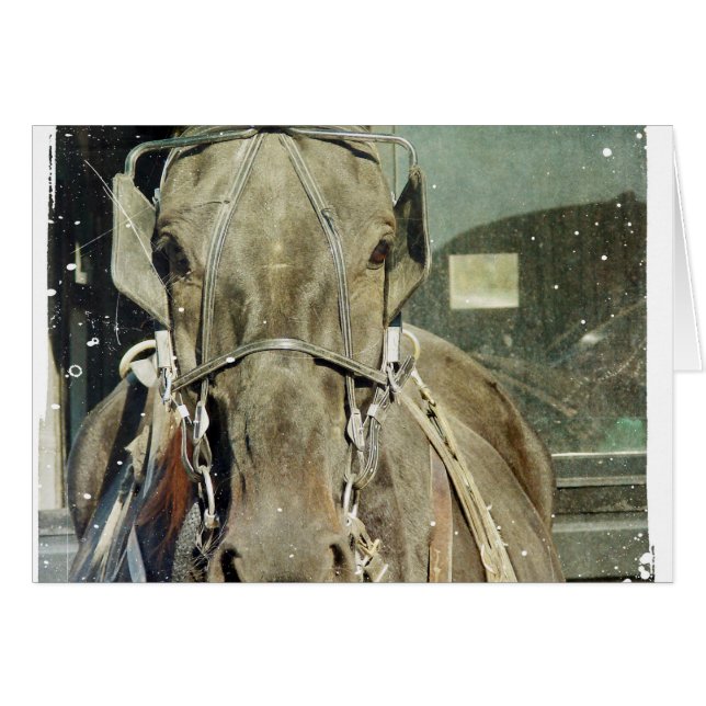 Cheval Buggy Grunge Amish (Devant horizontal)