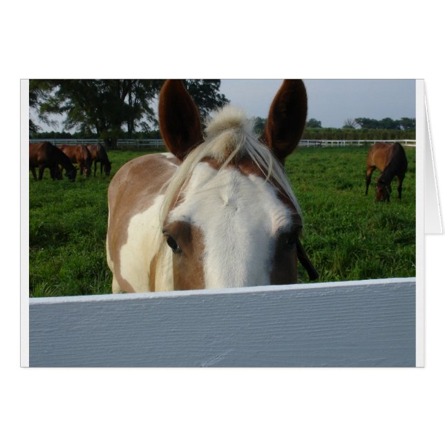 Cheval Cache-Cache (Devant horizontal)