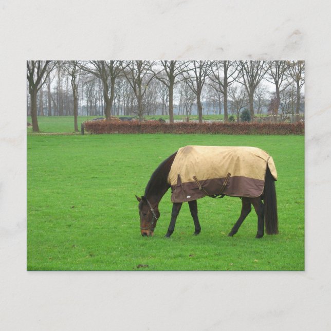Cheval dans carte postale pré (Devant)