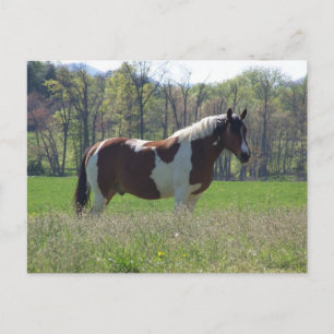 Cheval dans la carte postale Fleur sauvage