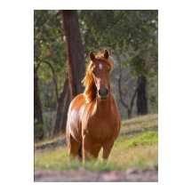 cheval dans les bois imprimé poster DE 8.99