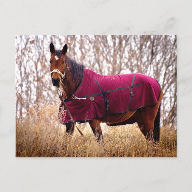 Cheval dans une couverture de Bourgogne Carte post (Devant)