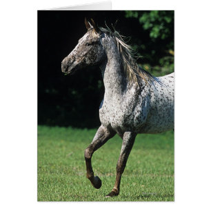 Cheval d'Appaloosa courant 2