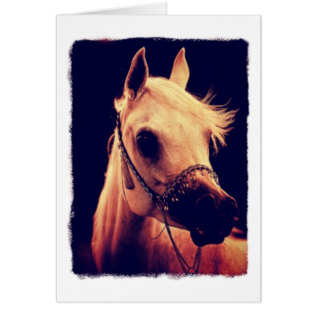 Cheval d'Arabie dans une halte-spectacle (Devant)