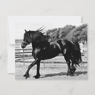 Cheval de beauté noire