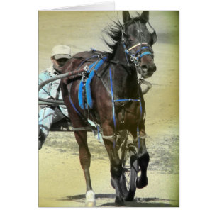 Cheval de course de Standardbred