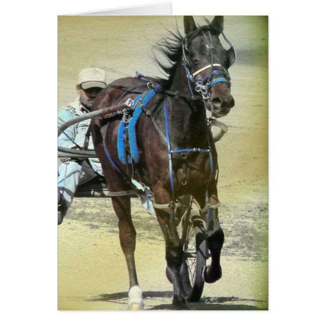 Cheval de course de Standardbred (Devant)