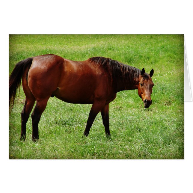 Cheval de la baie (Devant horizontal)