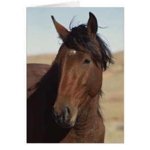 Cheval de la baie au vent