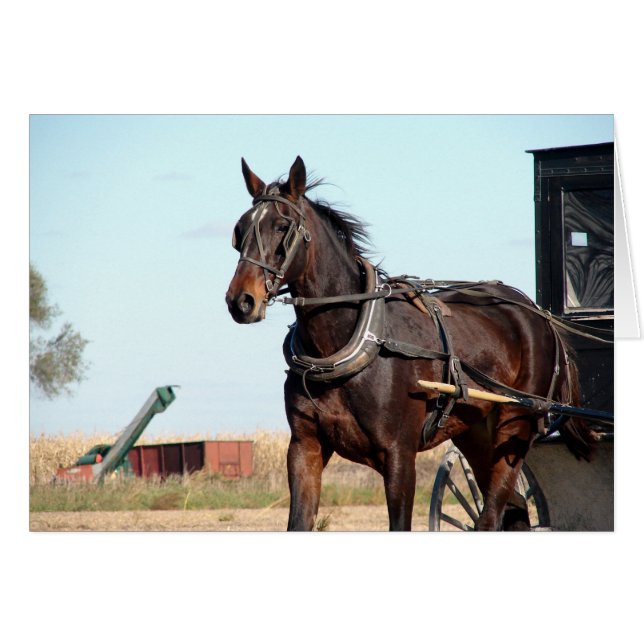 Cheval de l'Amish rural et buggy (Devant horizontal)
