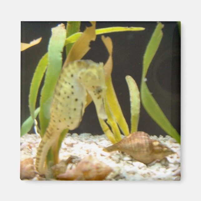 Cheval de mer - aimant (Devant)