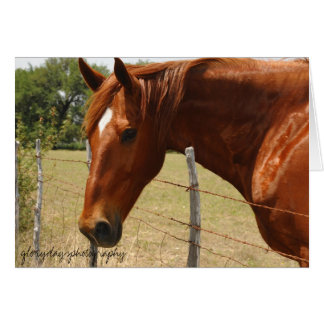 Cheval de pays de colline du Texas