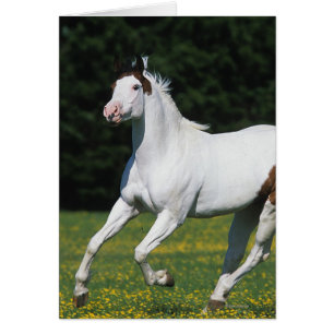 Cheval de peinture courant dans le champ de gravit