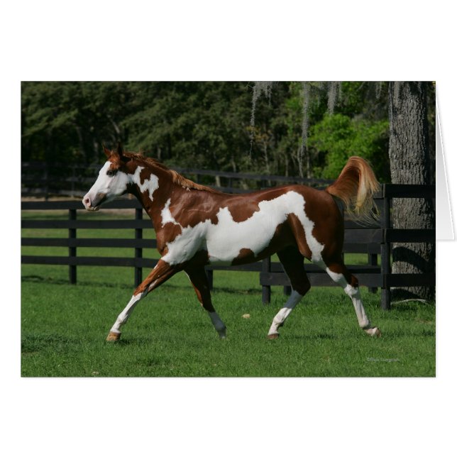 Cheval de peinture en marche 1 (Devant horizontal)