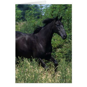 Cheval de race Thoroughbred coule dans l'herbe