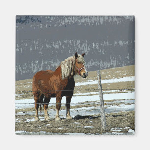 Cheval de trait belge dans l'enclos Magnet