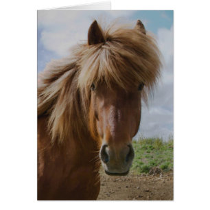 Cheval d'Islande III