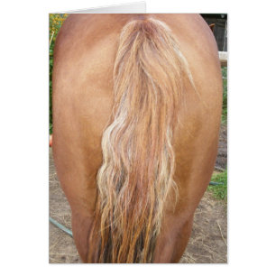 cheval dressé