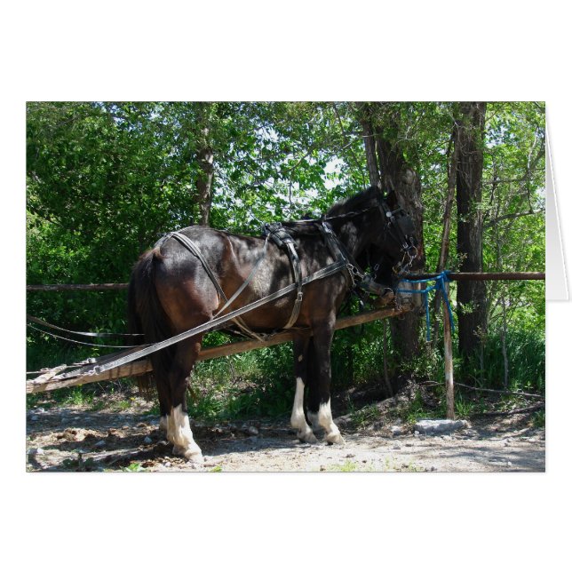 Cheval en attente (Devant horizontal)