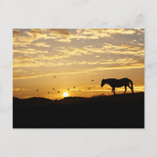 Cheval en carte postale coucher de soleil