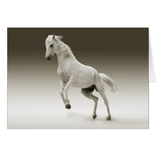 Cheval Equestre Blanc Mare
