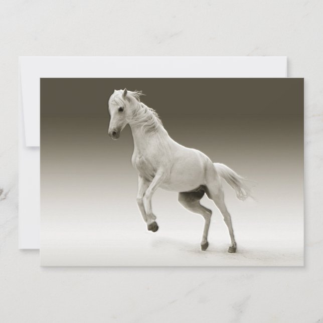 Cheval Equestre Blanc Mare (Devant)