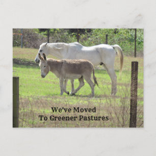 Cheval et âne Nouvelle carte postale