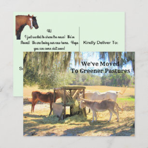 Cheval et âne Nouvelle carte postale