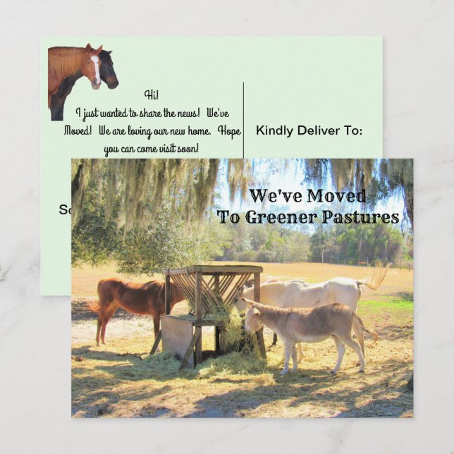 Cheval et âne Nouvelle carte postale (Devant / Derrière)