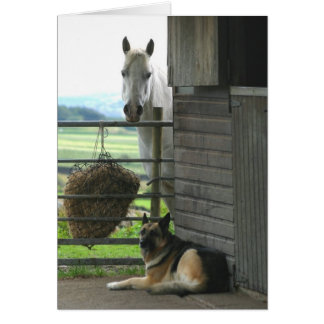 Cheval et chien