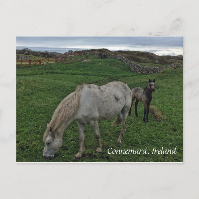 Cheval et poulain, Irlande Carte postale (Devant)