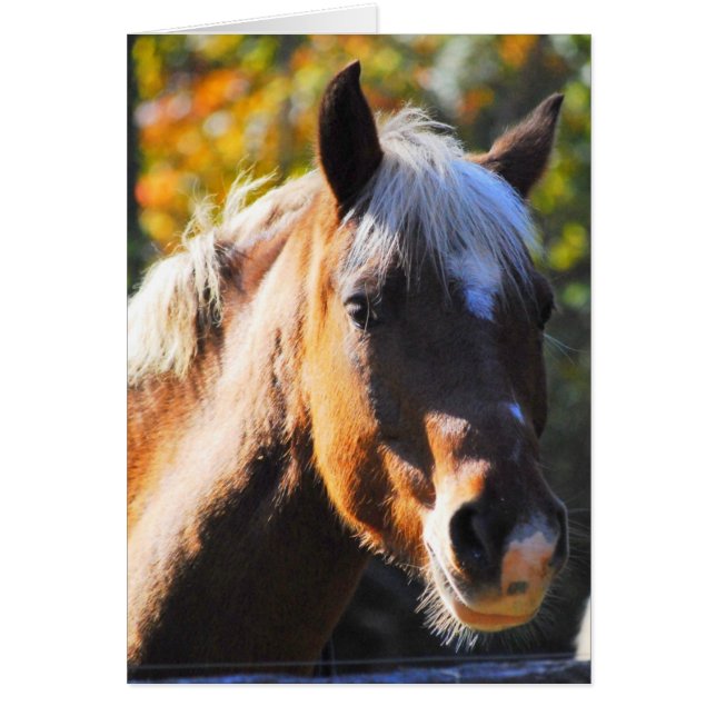 Cheval heureux (Devant)