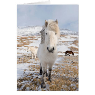 Cheval islandais blanc, Islande