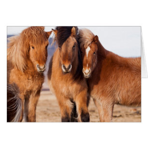 Cheval islandais en hiver